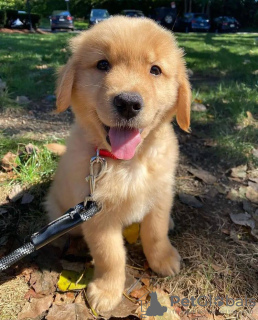 Photo №2 to announcement № 107623 for the sale of golden retriever - buy in New Zealand private announcement