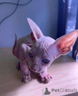 Photo №3. Sphynx kittens available for adoption. Germany