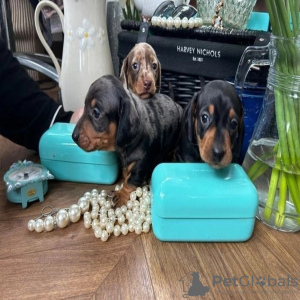 Photo №1. dachshund - for sale in the city of Bamberg | negotiated | Announcement № 109164