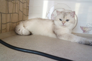 Photo №4. I will sell british shorthair in the city of Donetsk. breeder - price - 300$