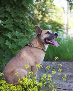 Photo №3. Alva is waiting for a house.. Russian Federation