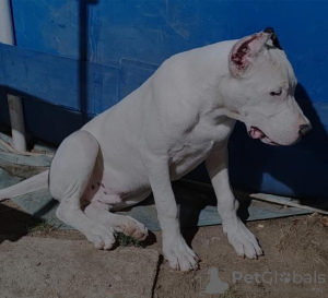 Additional photos: Dogo Argentino puppies