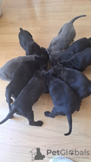 Additional photos: Cane Corso puppies