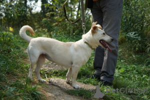 Photo №3. Short-legged Lusha is looking for a home!. Russian Federation