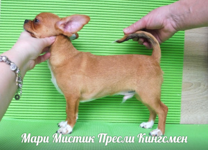 Photo №3. Chihuahua puppies mini and standard, g - w and d - w. Russian Federation