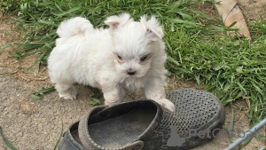 Photo №1. maltese dog - for sale in the city of WAGGA WAGGA | 700$ | Announcement № 151218