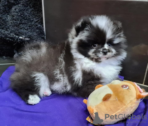 Photo №1. pomeranian - for sale in the city of Doha | negotiated | Announcement № 38553