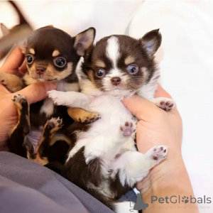 Photo №2 to announcement № 167173 for the sale of non-pedigree dogs - buy in United States breeder