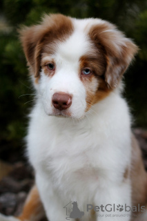 Photo №1. australian cattle dog - for sale in the city of Minsk | negotiated | Announcement № 42470