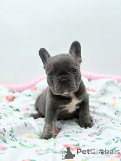 Photo №2 to announcement № 165697 for the sale of french bulldog - buy in United Kingdom private announcement, breeder