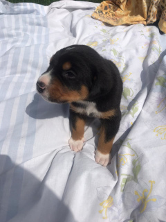 Photo №4. I will sell greater swiss mountain dog in the city of Krasnodar. private announcement - price - negotiated