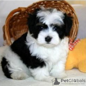 Photo №1. havanese dog - for sale in the city of Stockholm | negotiated | Announcement № 113235