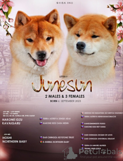 Photo №4. I will sell shiba inu in the city of Minsk. from nursery - price - negotiated