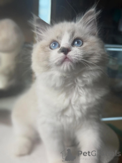 Photo №2 to announcement № 157134 for the sale of ragdoll - buy in Finland breeder
