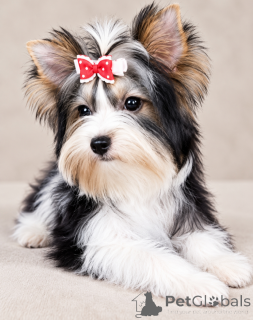 Photo №2 to announcement № 176368 for the sale of beaver yorkshire terrier - buy in Turkey breeder