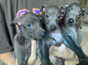 Photo №2 to announcement № 169656 for the sale of italian greyhound - buy in Belgium 