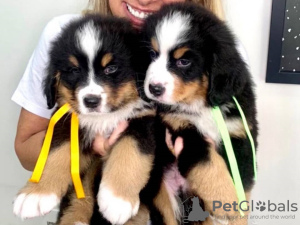 Photo №2 to announcement № 44525 for the sale of bernese mountain dog - buy in Germany private announcement