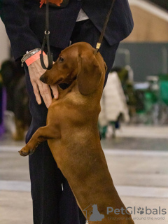 Photo №3. Dachshund standard smooth coat. Russian Federation