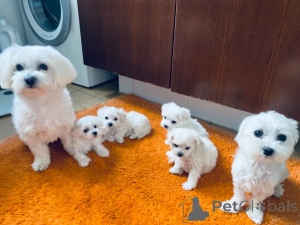 Photo №1. maltese dog - for sale in the city of Kaltern an der Weinstraße | negotiated | Announcement № 137109