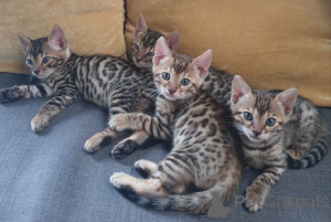 Photo №1. savannah cat - for sale in the city of Bellinzona | 361$ | Announcement № 169321