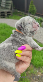 Photo №1. french bulldog - for sale in the city of Kiev | 1200$ | Announcement № 100590