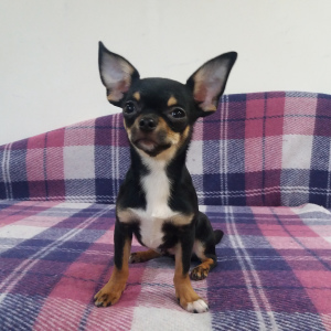 Photo №4. I will sell chihuahua in the city of Kiev. from nursery, breeder - price - 1107$
