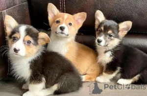 Photo №1. welsh corgi - for sale in the city of Berlin | negotiated | Announcement № 156753
