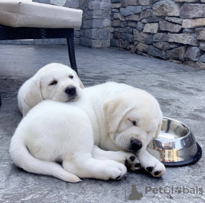 Photo №1. labrador retriever - for sale in the city of Patras | 317$ | Announcement № 78609