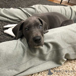 Photo №1. great dane - for sale in the city of Gothenburg | 634$ | Announcement № 88538