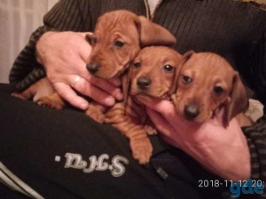 Photo №1. dachshund - for sale in the city of Rostov-on-Don | Is free | Announcement № 477