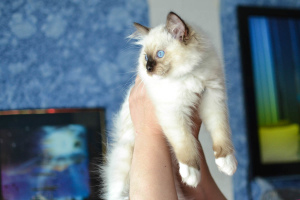Photo №2 to announcement № 2153 for the sale of ragdoll - buy in Russian Federation from nursery