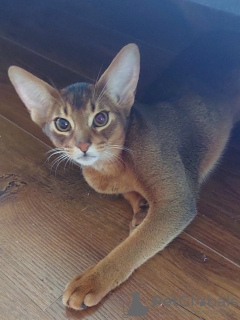 Photo №4. I will sell abyssinian cat in the city of Warsaw. from nursery - price - negotiated