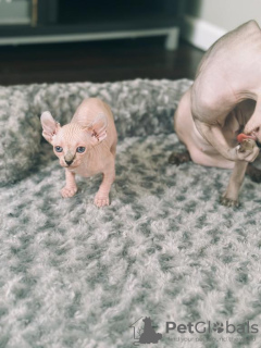 Photo №1. sphynx-katze - for sale in the city of Дортмунд | 329$ | Announcement № 128567