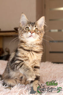 Photo №3. The most charming and attractive Maine Coon girl. Russian Federation
