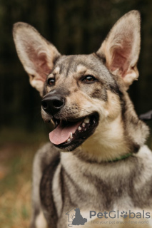 Additional photos: Cheerful little Phoebe is looking for a home.