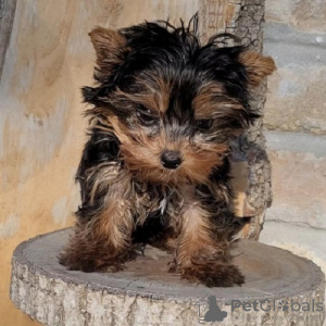 Additional photos: Yorkshire terriers puppies