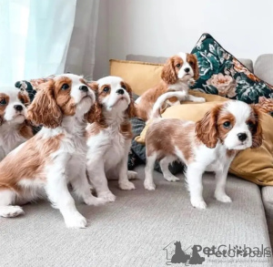 Photo №1. cavalier king charles spaniel - for sale in the city of Milan | negotiated | Announcement № 137332