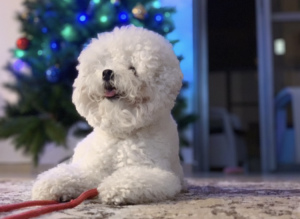 Photo №4. I will sell bichon frise in the city of Тель-Авив. from nursery, breeder - price - 2227$