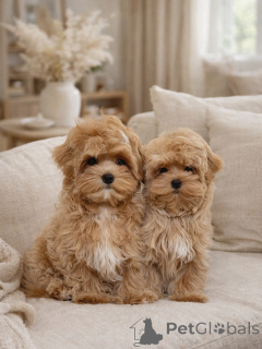 Photo №1. maltipu - for sale in the city of Munich | negotiated | Announcement № 165533