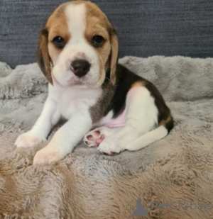 Photo №1. beagle - for sale in the city of Vilnius | negotiated | Announcement № 94422