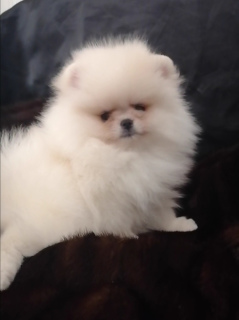 Photo №2 to announcement № 4599 for the sale of pomeranian - buy in Ukraine private announcement