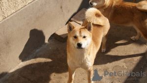 Photo №1. shiba inu - for sale in the city of Subotica | negotiated | Announcement № 37789