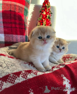 Photo №3. She's soft, she's round, she's grumpy.... one of my newest litter babies! She's. Russian Federation