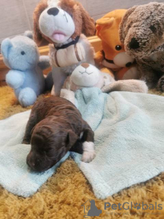 Additional photos: Lagotto Romagnolo, reservation puppies