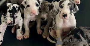 Photo №2 to announcement № 161588 for the sale of great dane - buy in Luxembourg private announcement, breeder