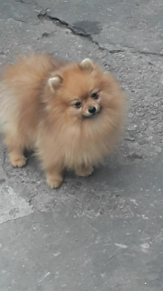 Photo №1. pomeranian - for sale in the city of Dnipro | Negotiated | Announcement № 4523