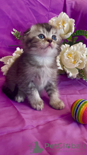 Photo №1. scottish fold - for sale in the city of Daugavpils | 137$ | Announcement № 69574