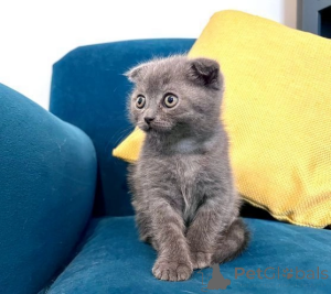 Photo №2 to announcement № 173960 for the sale of scottish fold - buy in United States 