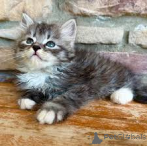 Photo №1. siberian cat - for sale in the city of Helsinki | 465$ | Announcement № 170881