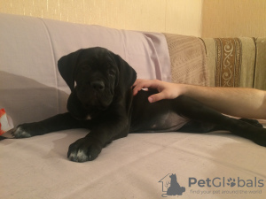 Photo №1. cane corso - for sale in the city of St. Petersburg | negotiated | Announcement № 8581